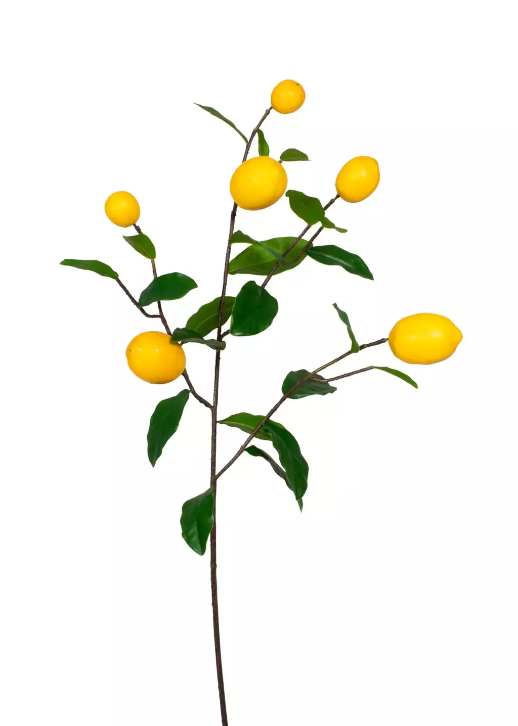 LIMAO SICILIANO GALHO 1,00M, AMARELO