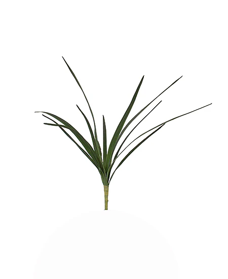 FOLHAGEM DE CYMBIDIUM C/BROTO, 70cm